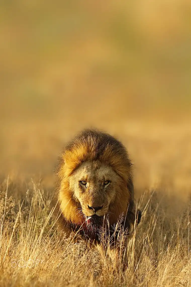 Destinations Afrique, safaris et grands espaces